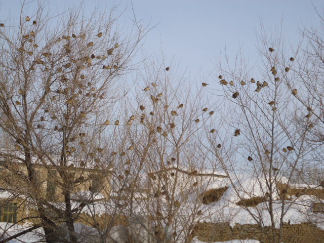 新疆鳥歸林.jpg